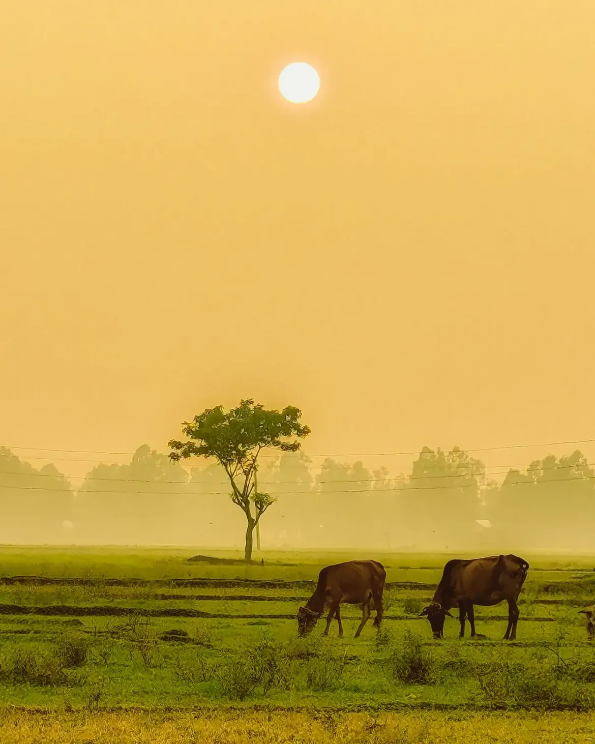 Two cattle grazing beneath a lone tree in a field lit by golden winter haze